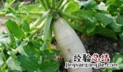 白萝卜怎么种植 白萝卜的种植方法