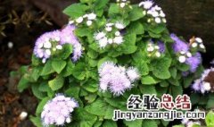 盆栽藿香种植方法 盆栽藿香种植的方法是什么