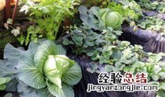 圆白菜种植时间和方法 圆白菜种植时间和方法介绍