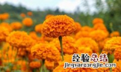 什么花最好养 这些花卉最适合新手