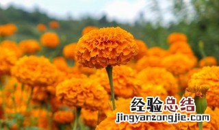 什么花最好养 这些花卉最适合新手