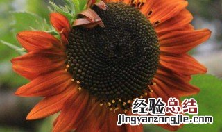 太阳花为什么叫太阳花呢视频 太阳花为什么叫太阳花呢