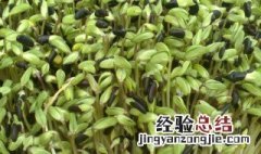 家庭黑豆苗的种植方法 家庭黑豆苗如何种植