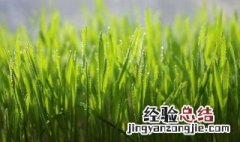 猫草怎么水培养殖方法 猫草可以用水栽培吗?