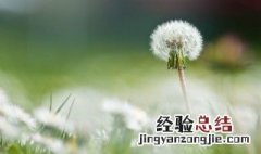 蒲公英花怎么晒干 蒲公英花怎么晒干做成茶