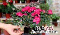 杜鹃花种植方法 杜鹃花如何种植