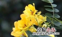 黄槐决明是两性花吗 黄槐决明的花期