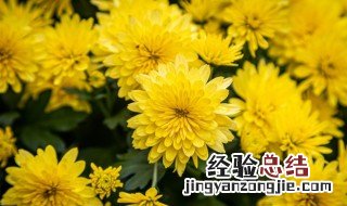 菊花怎么修根 菊花修根吗