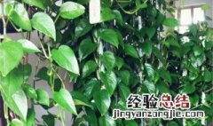 种植绿萝的方法 如何种植绿萝