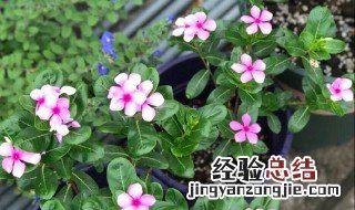 长春花不开花怎么回事 长春花突然不开花了怎么回事