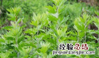 艾草怎样种植 艾草如何种植