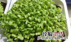 盆栽鸡毛菜的种植方法 盆栽鸡毛菜的种植方法介绍