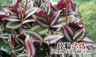 紫吊兰可以水培吗? 紫色吊兰怎么水培养殖方法