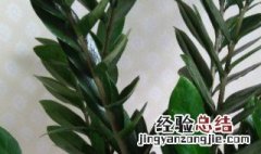 摇钱树怎么浇水方法 摇钱树多久浇一次水,怎么浇