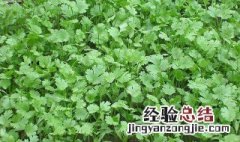 香菜种子怎么种植方法 香菜种植方法