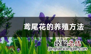 鸢尾花盆栽怎么养 鸢尾花怎么养殖方法