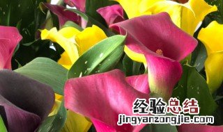 彩马花怎么养殖方法 彩马花好养吗