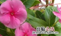 长春花 种植 长春花怎么种植