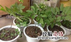 盆栽人参种植方法 盆栽人参种植方法简单介绍