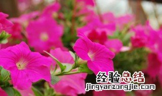 矮牵牛花怎么度夏安全 矮牵牛花怎么过夏天