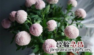 乒乓球菊花怎么养可以爆盆 乒乓球菊花怎么养护才能一年四季开花