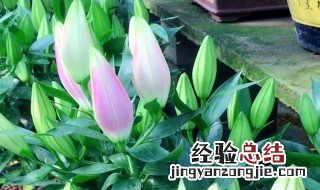 百合花种球的种植方法 一般什么时候发芽呢