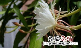 昙花怎么剪枝才能开花 昙花怎么剪枝