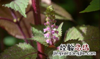 紫苏的养殖方法 紫苏花怎么养殖方法