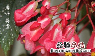 麻叶秋海棠怎么修剪 麻叶海棠怎么修剪方法