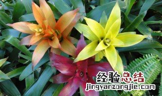 凤梨怎么养殖方法和注意事项图解 凤梨怎么养殖方法和注意事项