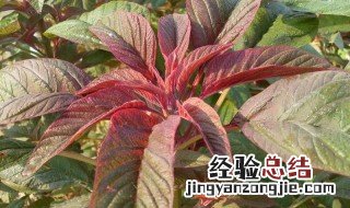 雪樱子种植条件和方法图片 雪樱子种植条件和方法