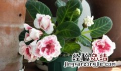 芙蓉花怎么养家庭养法 芙蓉花的养殖方法家里