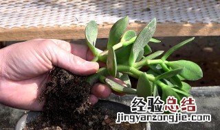 玉树怎么种植 玉树怎么种植视频