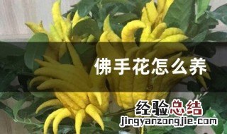 如何养殖佛手开花不停 佛手怎么开花