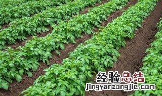 盆栽小白菜种子怎么种植方法 白菜种子怎么种植方法