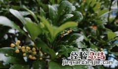 米兰要怎么养才能开花多 米兰要怎么养才能开花