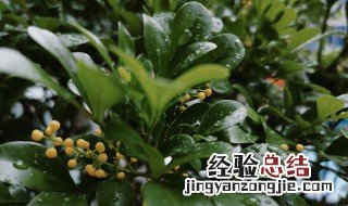 米兰要怎么养才能开花多 米兰要怎么养才能开花