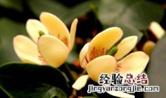 含笑花适合家养吗 含笑花怎么养家庭养法