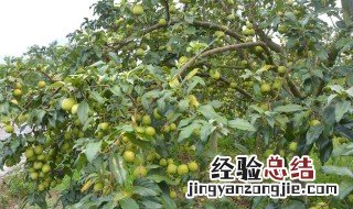 果树防暴晒方法 这样才能做到足够防暴晒