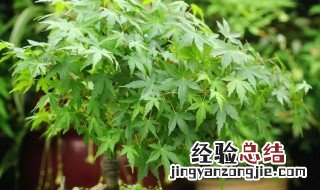 鸡爪槭如何修剪 鸡爪槭怎么修剪方法