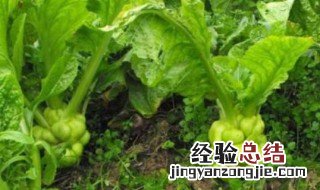 榨菜怎么种植 榨菜怎么种植怎么收割