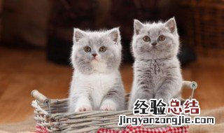 幼猫怎么清洁 幼猫怎么清洁口腔