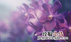 蝴蝶兰怎么浇水从不烂根 蝴蝶兰怎么浇水从不烂根呢