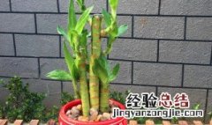 节节高怎么修剪方法 节节高如何修剪