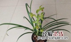 大花蕙兰怎么养才长得好 蕙兰怎么养才长得好