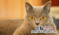 为什么怀孕不能养猫 怀孕不能养猫的原因