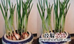 蒜苗种植方法 蒜苗如何种植