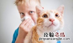 猫耳朵如何清洗干净 猫耳朵怎么清洁