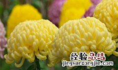 菊花怎么养 菊花要怎么养