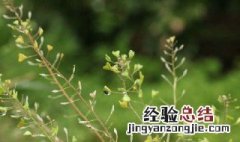 荠菜花叫什么 荠菜花的花语是什么